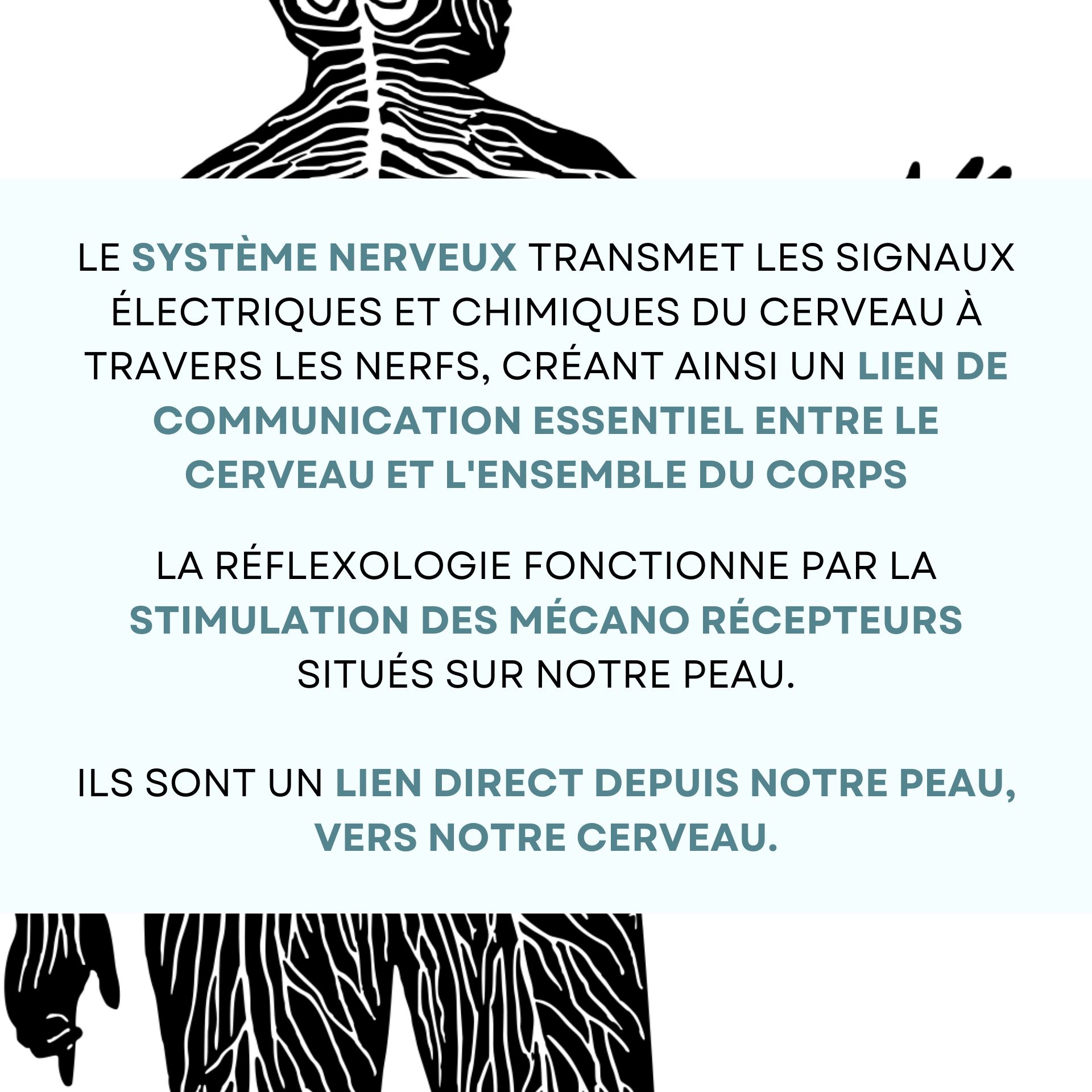 système nerveux et peau