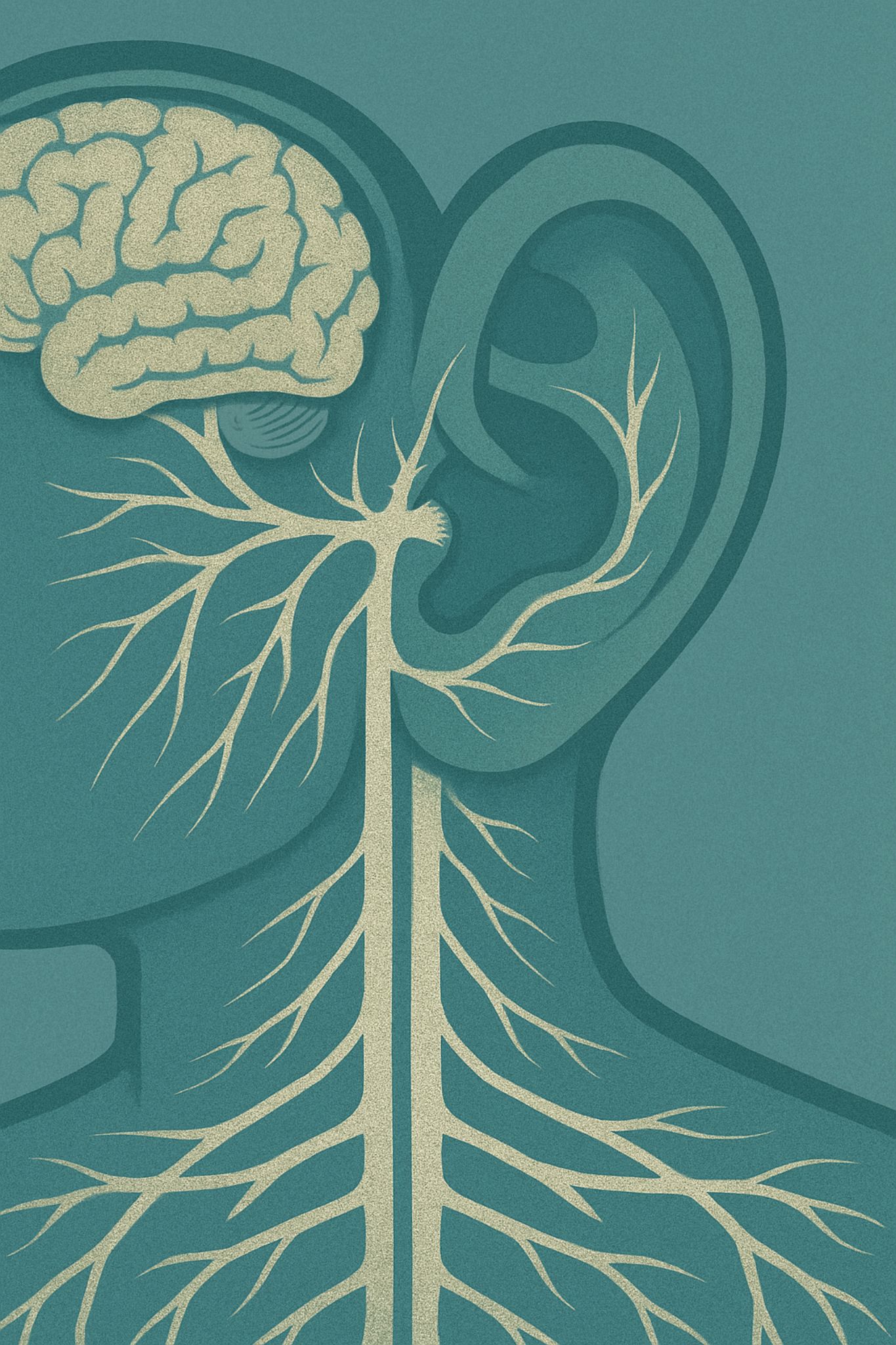 Système nerveux oreilles
